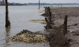 Ngao chết chưa rõ nguyên nhân ở xã Quảng Nham