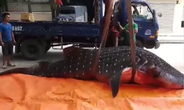 Chuyện chưa kể về cá khủng bị 'xẻ thịt' ở Sầm Sơn
