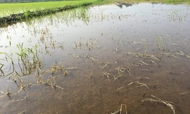 Công an vào cuộc xác minh ruộng lúa chết nghi bị bỏ thuốc diệt cỏ