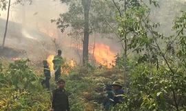 Gần 10 ha rừng thông của người dân Thanh Hóa bị thiêu rụi