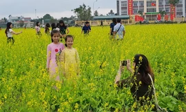 Rực rỡ cánh đồng hoa cải giữa lòng thành phố Thanh Hóa