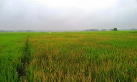 Khởi tố vụ dùng thuốc diệt cỏ phá hơn 3 sào lúa