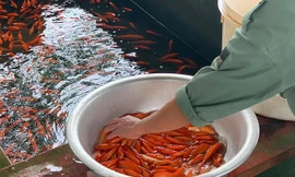 Cá chép đỏ lâu nay được dùng để cúng ông Công ông Táo, tuy nhiên một số người chuyển sang cá KOI