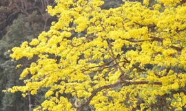 Mai vàng nở rực rỡ trên đỉnh Yên Tử