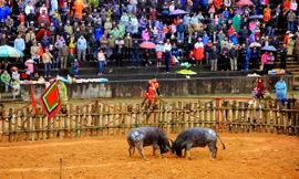 Đề nghị tạm dừng lễ hội chọi trâu Phù Ninh