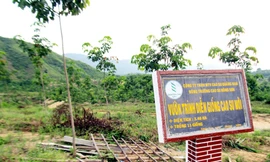 'Lá bùa' chủ trương