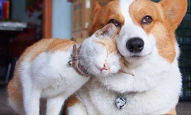Hội thú cưng chẳng hề dây mơ rễ má, nhưng đứng cạnh nhau lại dễ bị nhầm là anh chị em