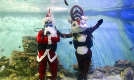 Ông già Noel, tuần lộc và người tuyết bơi tung tăng trong bể cá ở Nha Trang