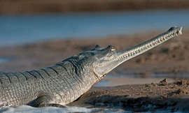 Hết hồn video cá sấu bơi vào khu dân cư vì đường phố ngập lụt ở Ấn Độ