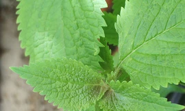 Các loại rau gia vị chữa bệnh (phần 2)