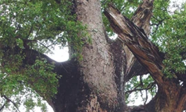 Chuyện quanh 'cụ' dã hương ngàn tuổi