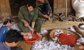 Loay hoay bảo tồn Ngọc linh sâm