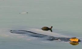 Rùa tai đỏ đe dọa sinh tồn của "Cụ Rùa"