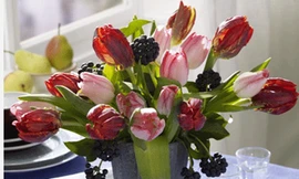 Không gian tràn đầy sức sống với hoa tulip