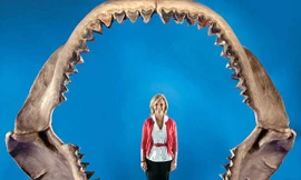 Tìm thấy hàm răng cá mập khổng lồ