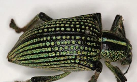 Phát hiện loài “mọt kim cương” siêu lấp lánh