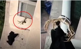 Bị rơi áo xuống tầng dưới, một người buộc con cua vào sợi dây thả xuống cho cua cắp áo lên