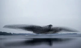 Khoảnh khắc kỳ ảo: Hàng ngàn con chim bay thành hình một con chim khổng lồ