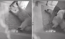 Chú chó nằm lì ra ngủ, không chịu sơ tán trong động đất, ai xem cũng buồn cười