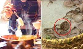 Suýt ăn phải bạch tuộc cực độc trong nhà hàng, may được dân mạng cản lại kịp