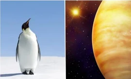 Không phải tìm đâu xa, chim cánh cụt có lẽ chính là sinh vật hành tinh khác đến Trái Đất?