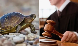 Trung Quốc: Con rùa từ trên cao rơi vào đầu em bé, người chủ phải đền hơn 4 tỷ