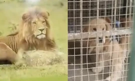 Không phải Cá Tháng Tư đâu: Sở thú treo biển chuồng sư tử, nhưng bên trong là… chú chó con
