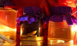 Mở bình rượu rắn đã ngâm 1 năm, người cha ở Trung Quốc bị rắn “hồi sinh” cắn thẳng vào tay