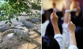 Trung Quốc: Đấu giá cá sấu sống nặng tổng 100 tấn, người mua tự “ship”