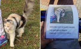 Nhận ra chú mèo trong ảnh “Tìm mèo lạc”, chú chó đứng canh gác để đợi chủ của mèo tới đón