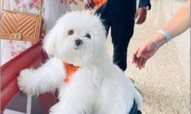 Ấn Độ: Một người thuê nguyên khoang hạng thương gia để cún cưng đi máy bay được yên tĩnh