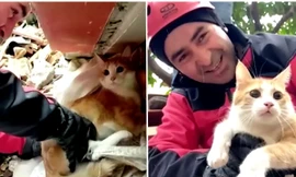 Một nạn nhân mắc kẹt sau động đất ở Thổ Nhĩ Kỳ khăng khăng đề nghị cứu mèo của mình trước