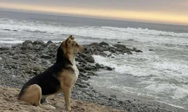 Chú chó ngày nào cũng ra biển ngồi đợi người chủ sẽ không bao giờ trở về, ai cũng xúc động