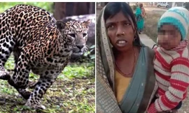 Thấy con trai bị con báo cắp đi, người mẹ Ấn Độ đuổi theo đánh nhau với báo để đòi lại con