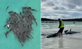 Gần 100 con cá voi bất ngờ tập hợp thành hình trái tim trước khi điều kỳ lạ xảy ra