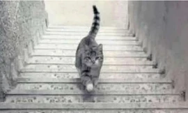 Chú mèo đang đi lên hay đi xuống? Câu trả lời cho biết bạn là người tích cực hay tiêu cực