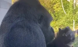 Chú khỉ đột 16 tuổi cũng “nghiện điện thoại”, chẳng thèm chơi với bạn, phải được điều trị