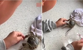 Bị cua cắp nhưng không muốn mẹ cắt càng cua, cậu bé 10 tuổi cố chịu đau để dỗ cua nhả ra