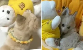 Chú chó hoang năn nỉ cô chủ tốt bụng “nhận nuôi” cả em gấu bông của mình