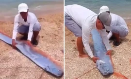 Cá mái chèo dạt vào bờ biển Ninh Thuận, có phải là cá “báo trước tương lai”?