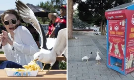 Video những chú chim giả giọng mèo kêu meo meo để “lừa” con người cho ăn