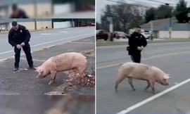 Chú heo xổng chuồng khiến cảnh sát đuổi theo suốt 30 phút, chuyện thật mà như phim hài