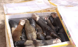 Ớn lạnh thịt thối