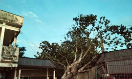 Dông lốc làm sập, tốc mái hơn 100 căn nhà ở Cần Thơ