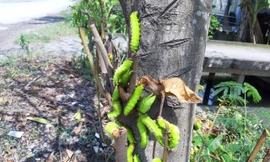  Rợn người cảnh đàn sâu lúc nhúc, vặt trụi lá nhiều cây bàng trong một đêm