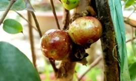 Chiêm ngưỡng vườn nho thân gỗ độc đáo ở xứ Cù Lao