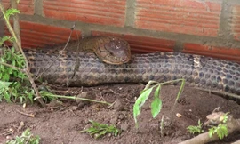 Cặp rắn hổ mây ‘khủng’ được thả ở đâu?