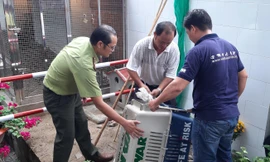 Cặp rắn hổ mây ‘khủng’ được gắn gì trước khi thả về tự nhiên?