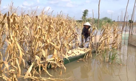 Người dân thu hoạch bắp