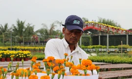 Làng hoa lớn nhất miền Tây đìu hiu, khách thưa thớt